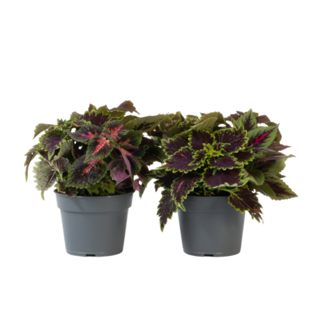 Coleus - Set van 2 - Coleus scutellarioides - Hoogte 25-35cm - ⌀17cm