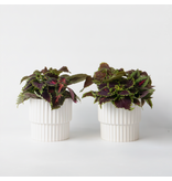 Coleus - Set van 2 - Coleus scutellarioides - Hoogte 25-35cm - ⌀17cm