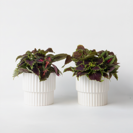 Coleus - Set van 2 - Coleus scutellarioides - Hoogte 25-35cm - ⌀17cm