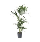 Kentiapalm - Howea forsteriana - Hoogte 90-100cm - ⌀18cm