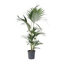 Kentiapalm - Howea forsteriana - Hoogte 90-100cm - ⌀18cm