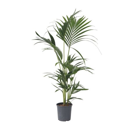 Kentiapalm - Howea forsteriana - Hoogte 90-100cm - ⌀18cm