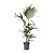 Kentiapalm - Howea forsteriana - Hoogte 90-100cm - ⌀18cm