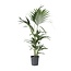 Kentiapalm - Howea forsteriana - Hoogte 90-100cm - ⌀18cm
