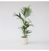 Kentiapalm - Howea forsteriana - Hoogte 90-100cm - ⌀18cm