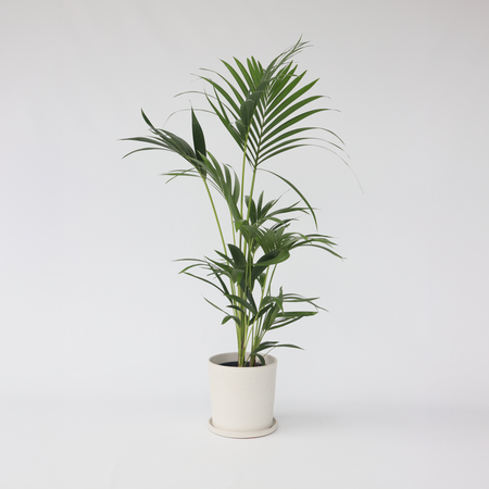 Kentiapalm - Howea forsteriana - Hoogte 90-100cm - ⌀18cm