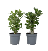 Woestijnroos - Set van 2 - Adenium obesum - Hoogte 25-40cm - ⌀10,5cm