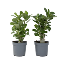 Woestijnroos - Set van 2 - Adenium obesum - Hoogte 25-40cm - ⌀10,5cm