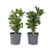 Woestijnroos - Set van 2 - Adenium obesum - Hoogte 25-40cm - ⌀10,5cm