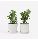 Woestijnroos - Set van 2 - Adenium obesum - Hoogte 25-40cm - ⌀10,5cm