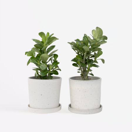 Woestijnroos - Set van 2 - Adenium obesum - Hoogte 25-40cm - ⌀10,5cm