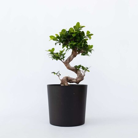 Chinese vijg - Ficus microcarpa 'ginseng' - Hoogte 55-65cm - ⌀20cm