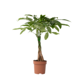 Geldboom - Pachira aquatica - Hoogte 60-70cm - ⌀17cm