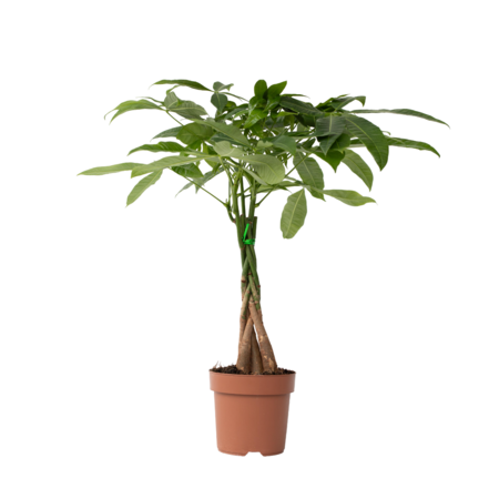 Geldboom - Pachira aquatica - Hoogte 60-70cm - ⌀17cm