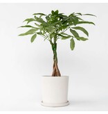 Geldboom - Pachira aquatica - Hoogte 60-70cm - ⌀17cm