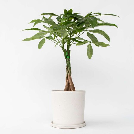 Geldboom - Pachira aquatica - Hoogte 60-70cm - ⌀17cm