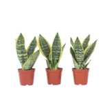 Vrouwentong - Set van 3 - Sansevieria 'Futura Superba' - Hoogte 35-40cm - ⌀12cm