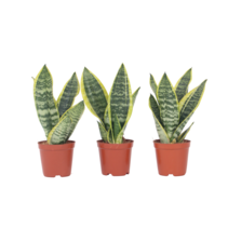 Vrouwentong - Set van 3 - Sansevieria 'Futura Superba' - Hoogte 35-40cm - ⌀12cm