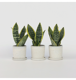 Vrouwentong - Set van 3 - Sansevieria 'Futura Superba' - Hoogte 35-40cm - ⌀12cm