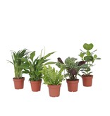 Luchtzuiverende kamerplanten - Set van 5 - Hoogte 25-40cm - ⌀12cm