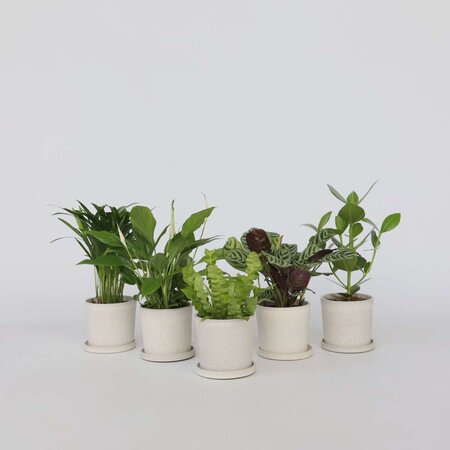 Luchtzuiverende kamerplanten - Set van 5 - Hoogte 25-40cm - ⌀12cm