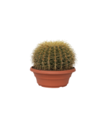 Schoonmoedersstoel - Echinocactus grusonii - Hoogte 25-35cm - ⌀25cm
