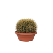 Schoonmoedersstoel - Echinocactus grusonii - Hoogte 25-35cm - ⌀25cm