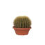 Schoonmoedersstoel - Echinocactus grusonii - Hoogte 25-35cm - ⌀25cm