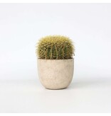 Schoonmoedersstoel - Echinocactus grusonii - Hoogte 25-35cm - ⌀25cm