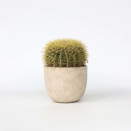 Schoonmoedersstoel - Echinocactus grusonii - Hoogte 25-35cm - ⌀25cm