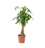Geldboom - Pachira aquatica - Hoogte 100-120cm - ⌀24cm