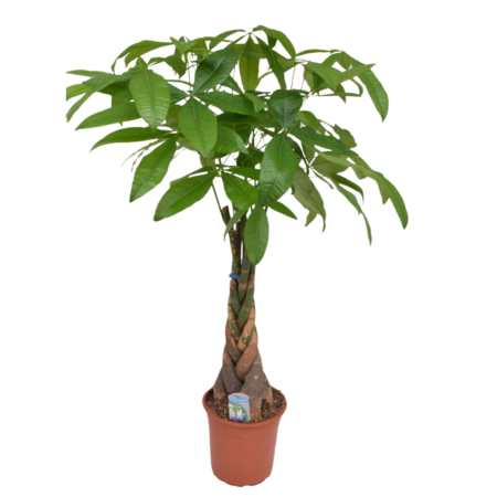 Geldboom - Pachira aquatica - Hoogte 100-120cm - ⌀24cm
