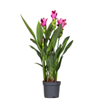 Siamese tulp - Curcuma 'Siam Splash' - Roze - Hoogte 40-60cm - ⌀13cm
