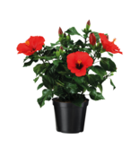 Chinese roos - Hibiscus rosa-sinensis - Rood - ⌀17cm - Hoogte 40-50cm
