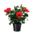 Chinese roos - Hibiscus rosa-sinensis - Rood - ⌀17cm - Hoogte 40-50cm