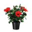 Chinese roos - Hibiscus rosa-sinensis - Rood - ⌀17cm - Hoogte 40-50cm