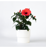 Chinese roos - Hibiscus rosa-sinensis - Rood - ⌀17cm - Hoogte 40-50cm