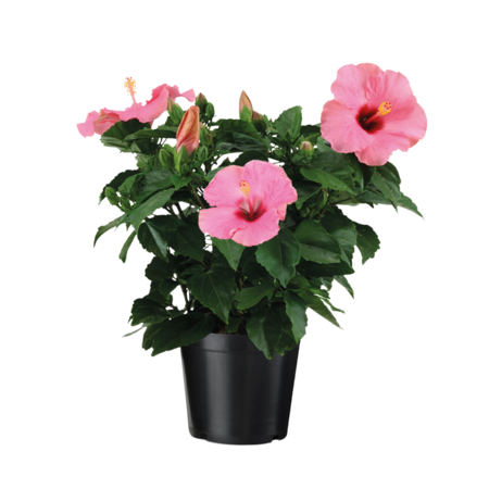 Chinese roos - Hibiscus rosa-sinensis - Roze - Hoogte 40-50cm - ⌀17cm