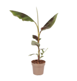 Rode bananenplant - Musa sikkimensis Ever Red - Hoogte 55-70cm - ⌀21cm