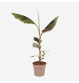 Rode bananenplant - Musa sikkimensis Ever Red - Hoogte 55-70cm - ⌀21cm