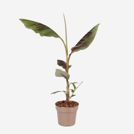 Rode bananenplant - Musa sikkimensis Ever Red - Hoogte 55-70cm - ⌀21cm