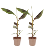 Rode bananenplant - Set van 2 - Ensete ventricosum - Hoogte 55-70cm - ⌀21cm