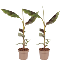Rode bananenplant - Set van 2 - Ensete ventricosum - Hoogte 55-70cm - ⌀21cm