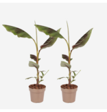 Rode bananenplant - Set van 2 - Ensete ventricosum - Hoogte 55-70cm - ⌀21cm
