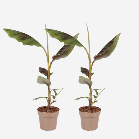 Rode bananenplant - Set van 2 - Ensete ventricosum - Hoogte 55-70cm - ⌀21cm