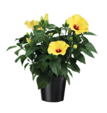 Chinese roos - Hibiscus rosa-sinensis - Geel - ⌀17cm - Hoogte 40-50cm