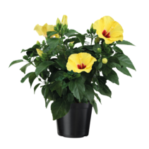 Chinese roos - Hibiscus rosa-sinensis - Geel - ⌀17cm - Hoogte 40-50cm