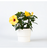 Chinese roos - Hibiscus rosa-sinensis - Geel - ⌀17cm - Hoogte 40-50cm
