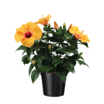 Chinese roos - Hibiscus rosa-sinensis - Oranje - Hoogte 40-50cm - ⌀17cm