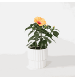 Chinese roos - Hibiscus rosa-sinensis - Oranje - Hoogte 40-50cm - ⌀17cm